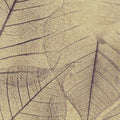  LVS 003