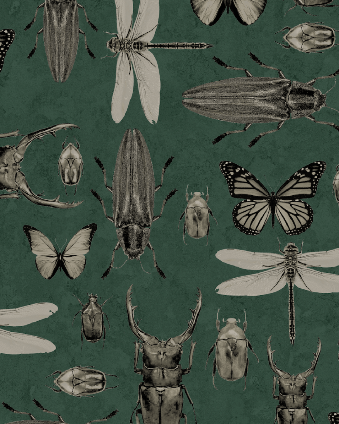 Entomology – Athenaeum